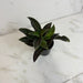 The Plant Farm® Houseplants Ruellia Makoyana Trailing Velvet, 2" Plant