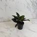 The Plant Farm® Houseplants Ruellia Makoyana Trailing Velvet, 2" Plant