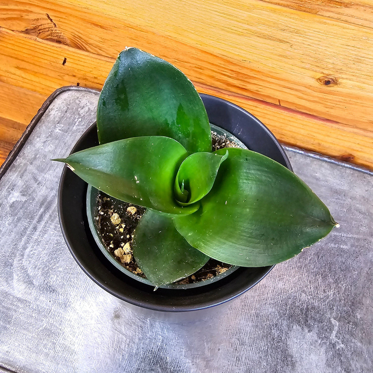 black house plants Sansevieria Black Jade Hahnii, 4" Plant — The Plant Farm®