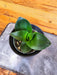 The Plant Farm® Houseplants Sansevieria Black Jade Hahnii, 4" Plant