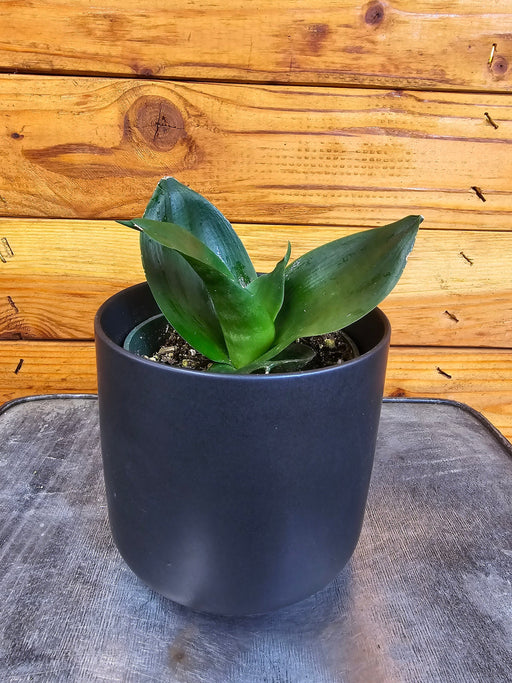 The Plant Farm® Houseplants Sansevieria Black Jade Hahnii, 4" Plant