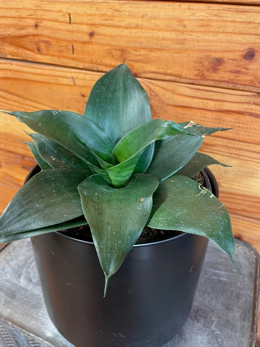 snake plant hahnii Sansevieria Black Jade Hahnii, 6" Plant