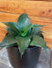 The Plant Farm® Houseplants Sansevieria Black Jade Hahnii, 6" Plant