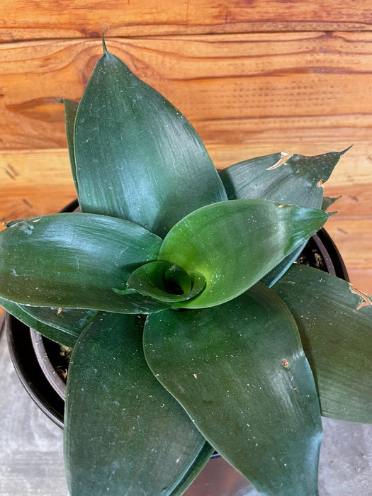 is snake plant deer resistant Sansevieria Black Jade Hahnii, 6" Plant — The Plant Farm®