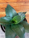 The Plant Farm® Houseplants Sansevieria Black Jade Hahnii, 6" Plant