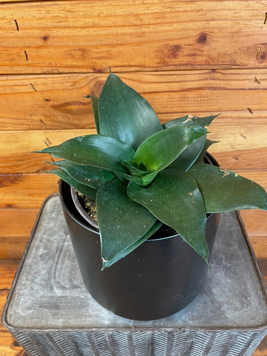 The Plant Farm® Houseplants Sansevieria Black Jade Hahnii, 6" Plant