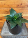 The Plant Farm® Houseplants Sansevieria Black Jade Hahnii, 6" Plant