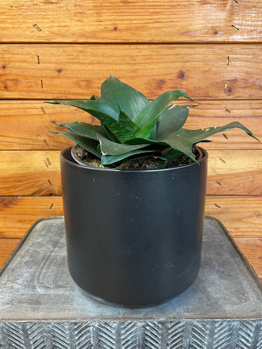 The Plant Farm® Houseplants Sansevieria Black Jade Hahnii, 6" Plant