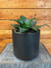 The Plant Farm® Houseplants Sansevieria Black Jade Hahnii, 6" Plant