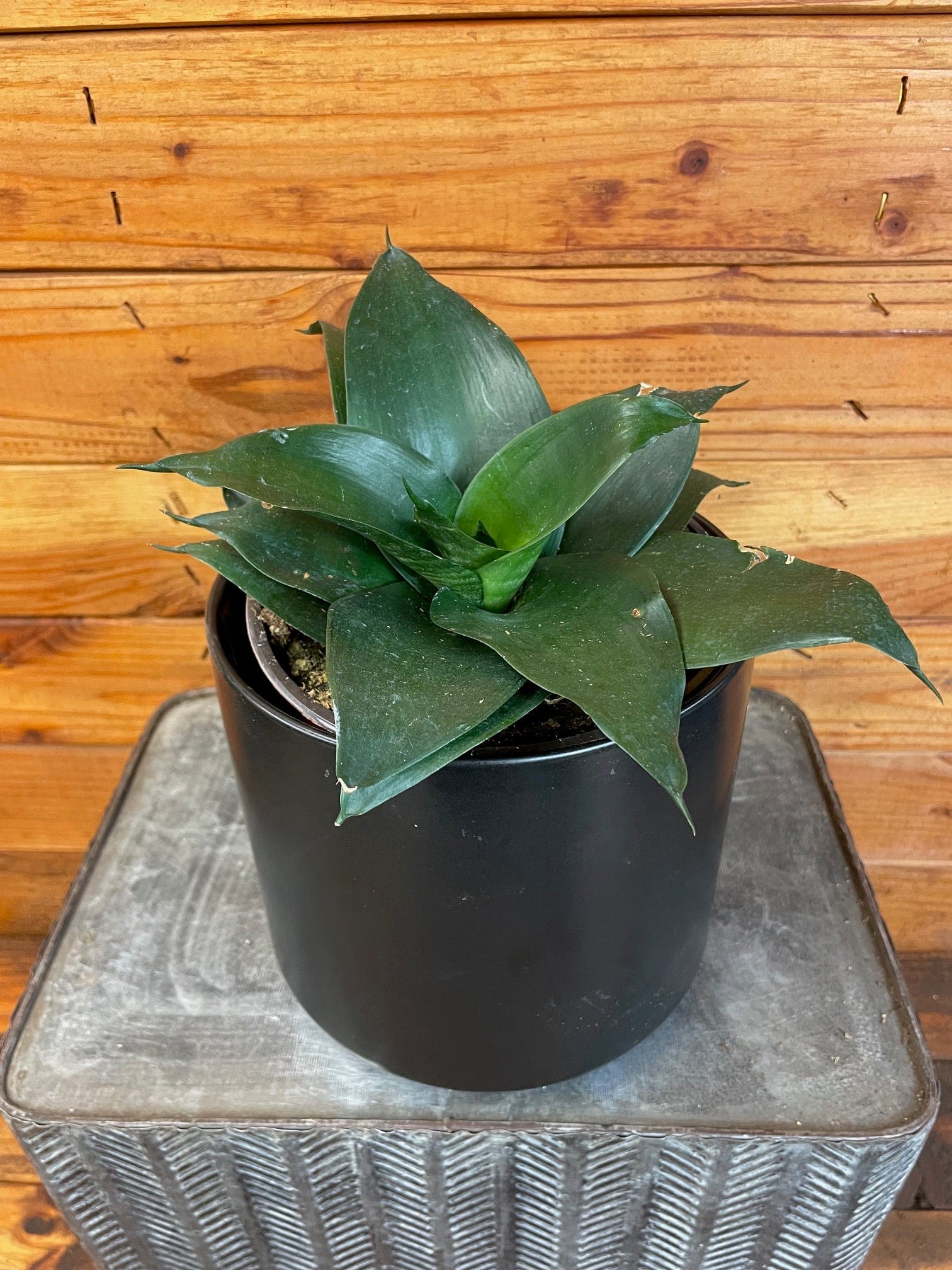 sansevieria black jade hahnii Sansevieria Black Jade Hahnii, 6" Plant