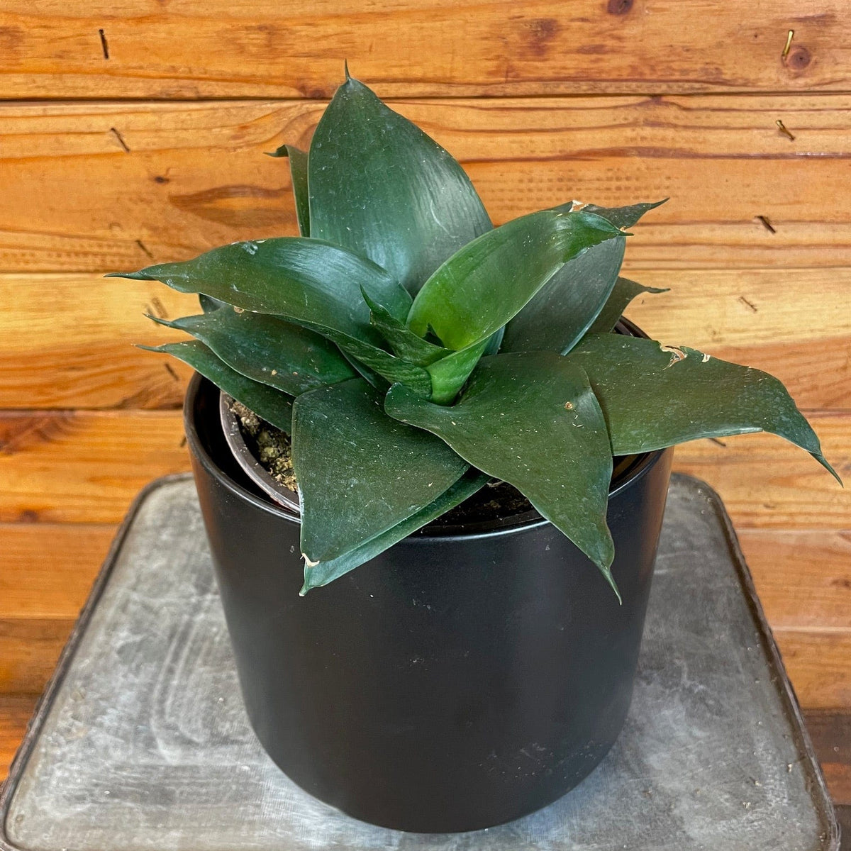 Sansevieria Black Jade Hahnii, 6