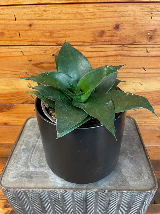 jade plant dark green Sansevieria Black Jade Hahnii, 6" Plant — The Plant Farm®