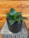The Plant Farm® Houseplants Sansevieria Black Jade Hahnii, 6" Plant