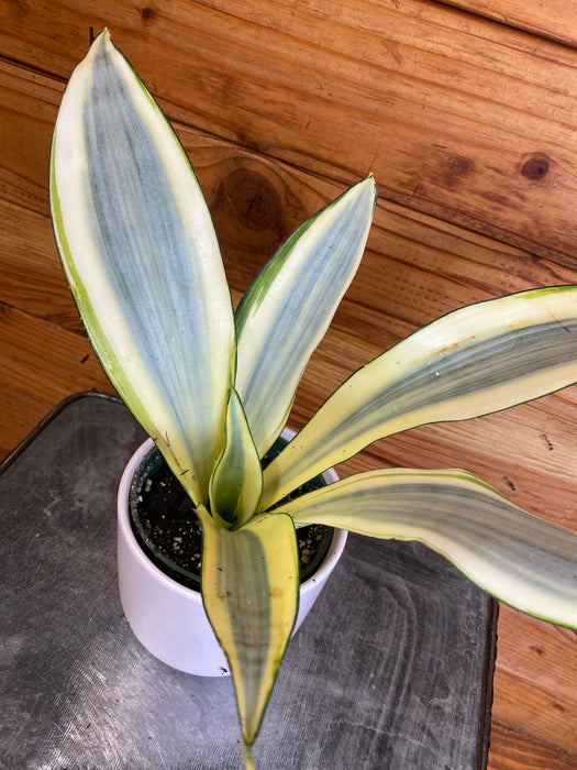 The Plant Farm® Houseplants Sansevieria Ghost, 4" Plant