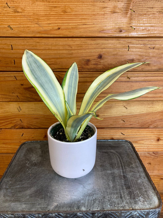 The Plant Farm® Houseplants Sansevieria Ghost, 4" Plant
