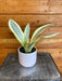 The Plant Farm® Houseplants Sansevieria Ghost, 4" Plant