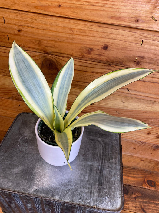The Plant Farm® Houseplants Sansevieria Ghost, 4" Plant
