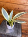 The Plant Farm® Houseplants Sansevieria Ghost, 4" Plant