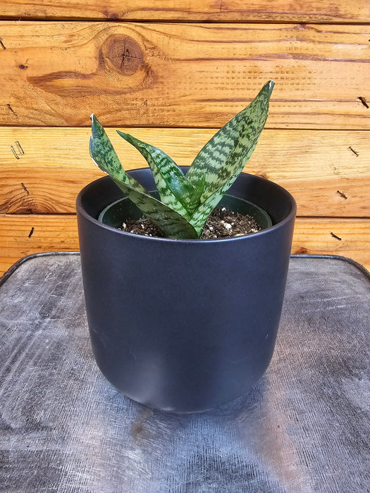 The Plant Farm® Houseplants Sansevieria Green Hahnii, 4" Plant