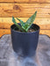 The Plant Farm® Houseplants Sansevieria Green Hahnii, 4" Plant