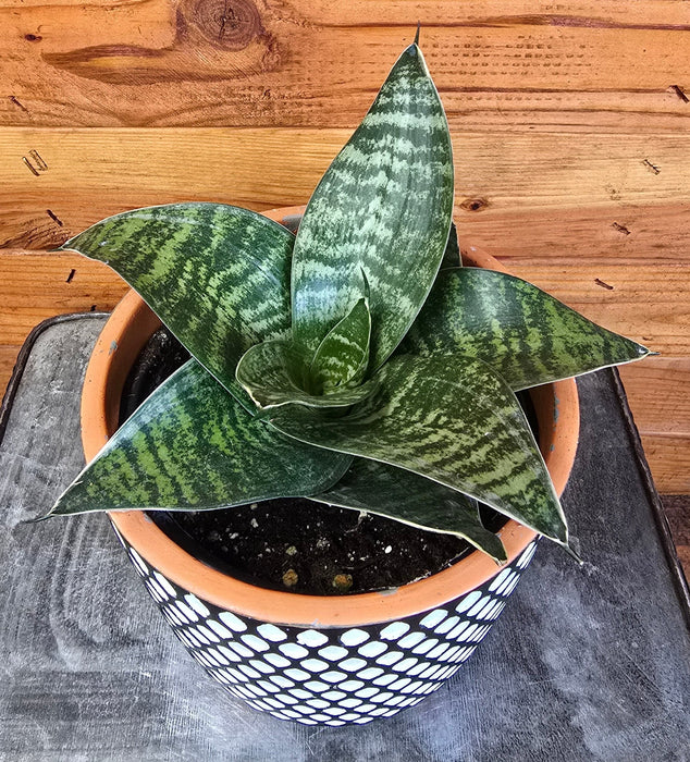 The Plant Farm® Houseplants Sansevieria Green Hahnii, 6" Plant