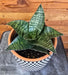 The Plant Farm® Houseplants Sansevieria Green Hahnii, 6" Plant