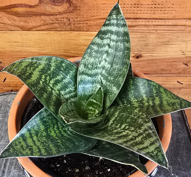 The Plant Farm® Houseplants Sansevieria Green Hahnii, 6" Plant