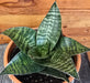 The Plant Farm® Houseplants Sansevieria Green Hahnii, 6" Plant
