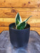 The Plant Farm® Houseplants Sansevieria Jade Pagoda Hahnii, 4" Plant