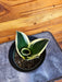 The Plant Farm® Houseplants Sansevieria Jade Pagoda Hahnii, 4" Plant