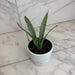 The Plant Farm® Houseplants Sansevieria Silver Princess, 4" Plant