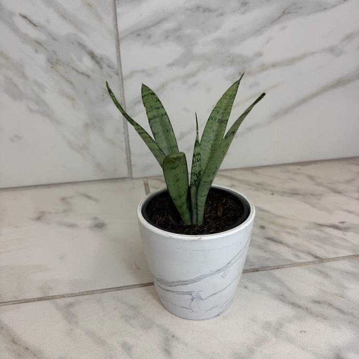 The Plant Farm® Houseplants Sansevieria Silver Princess, 4" Plant