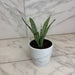 The Plant Farm® Houseplants Sansevieria Silver Princess, 4" Plant