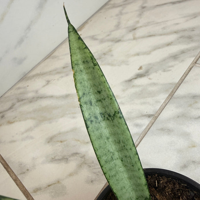 The Plant Farm® Houseplants Sansevieria Silver Princess, 4" Plant
