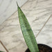The Plant Farm® Houseplants Sansevieria Silver Princess, 4" Plant