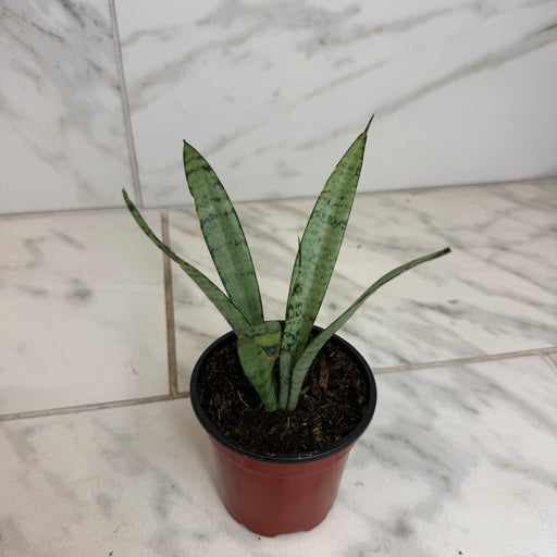 The Plant Farm® Houseplants Sansevieria Silver Princess, 4" Plant