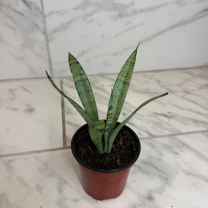 The Plant Farm® Houseplants Sansevieria Silver Princess, 4" Plant
