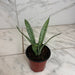 The Plant Farm® Houseplants Sansevieria Silver Princess, 4" Plant