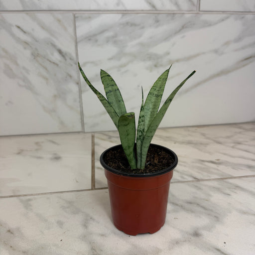 The Plant Farm® Houseplants Sansevieria Silver Princess, 4" Plant