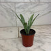 The Plant Farm® Houseplants Sansevieria Silver Princess, 4" Plant