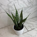The Plant Farm® Houseplants Sansevieria Zeylanica, 6" Plant
