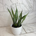 The Plant Farm® Houseplants Sansevieria Zeylanica, 6" Plant