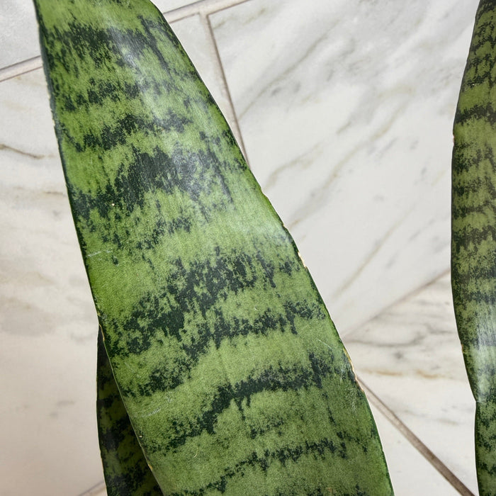 The Plant Farm® Houseplants Sansevieria Zeylanica, 6" Plant