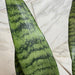 The Plant Farm® Houseplants Sansevieria Zeylanica, 6" Plant