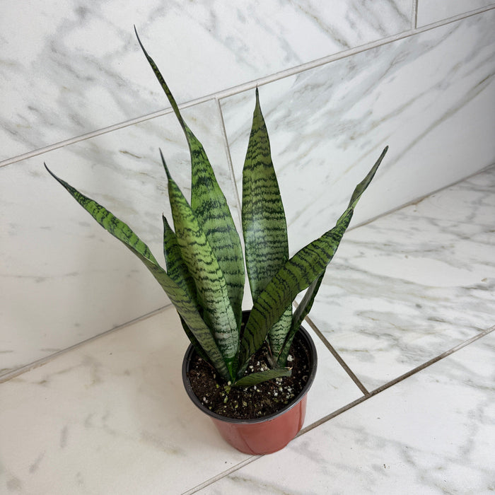 The Plant Farm® Houseplants Sansevieria Zeylanica, 6" Plant