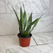 The Plant Farm® Houseplants Sansevieria Zeylanica, 6" Plant