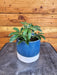 The Plant Farm® Houseplants Schefflera Moondrop, 4" Plant