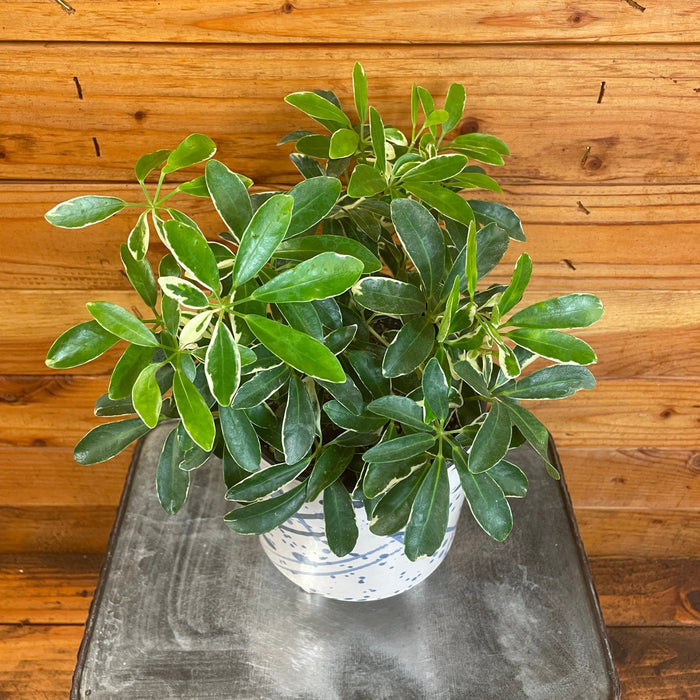 The Plant Farm® Houseplants Schefflera Moondrop, 6" Plant