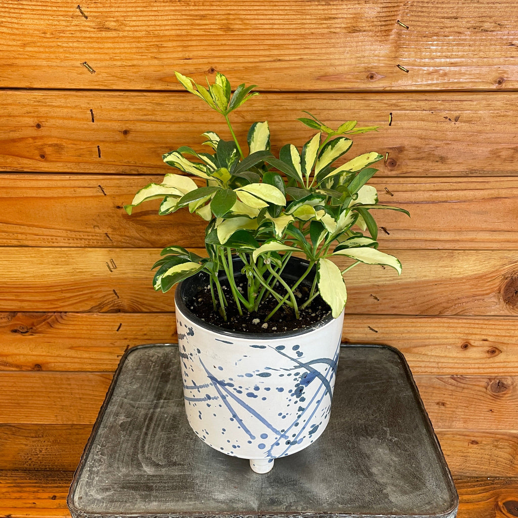 Schefflera Trinette, 6
