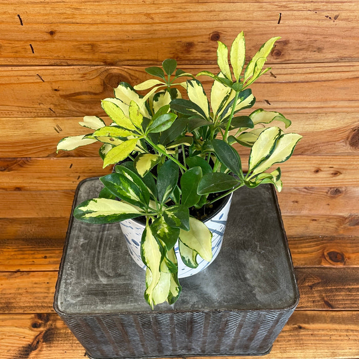 schefflera arboricola stekken Schefflera Trinette, 6" Plant